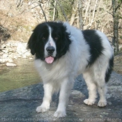 Photo de Landseer (type continental europen)