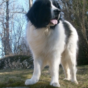 Photo de Landseer (type continental europen)