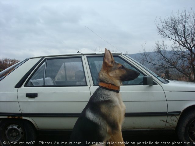 Photo de Berger allemand  poil court