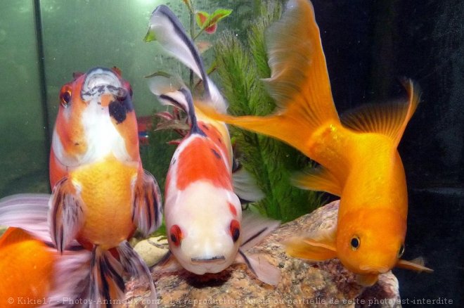 Photo de Poissons rouges