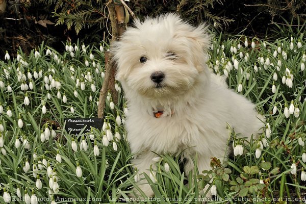 Photo de Coton de tulear