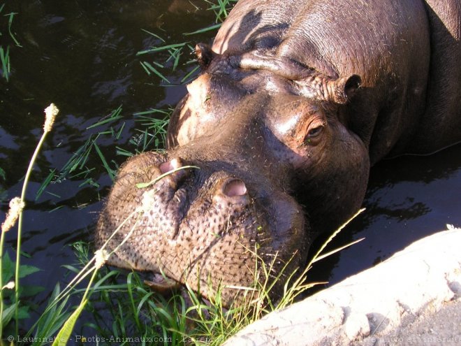 Photo de Hippopotame