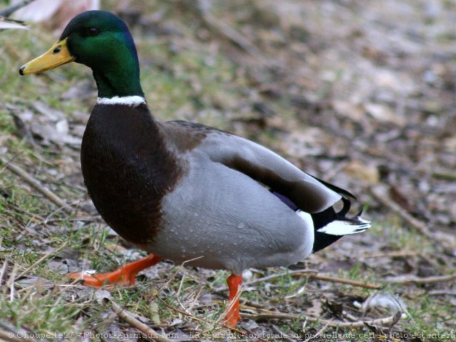 Photo de Canard colvert