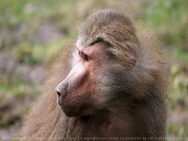 Photo de Singe - macaque