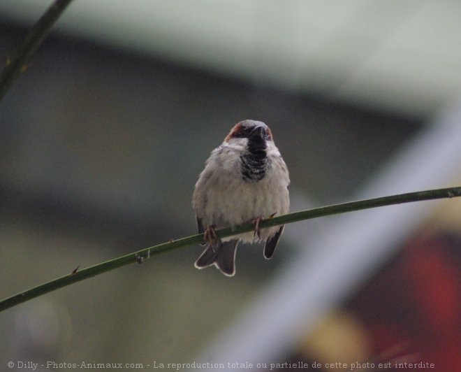 Photo de Moineau