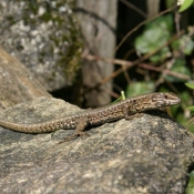 Photo de Lezard