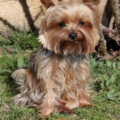 Photo de Yorkshire terrier