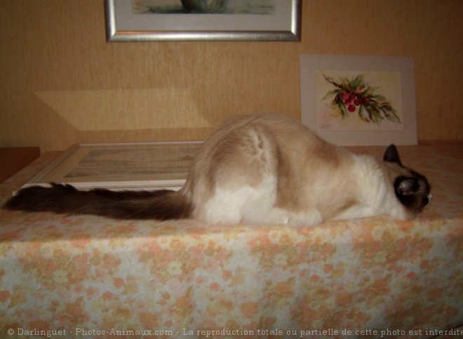 Photo de Ragdoll