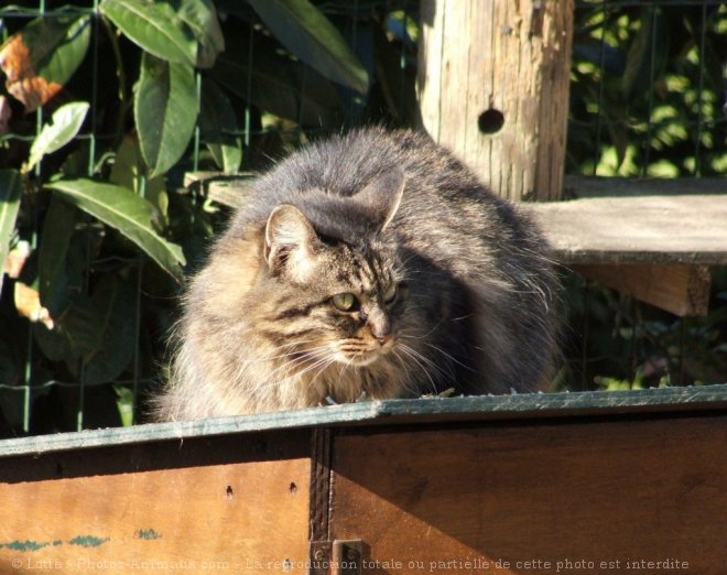 Photo de Chat domestique