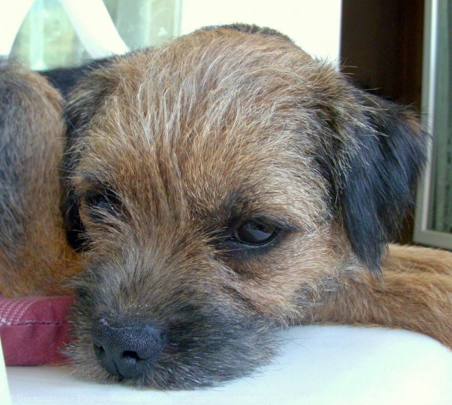 Photo de Border terrier