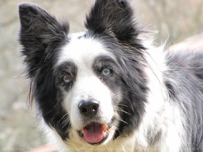 Photo de Border collie