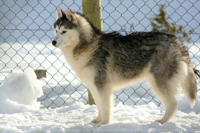 Photo de Malamute de l'alaska