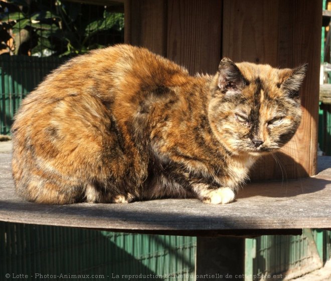 Photo de Chat domestique