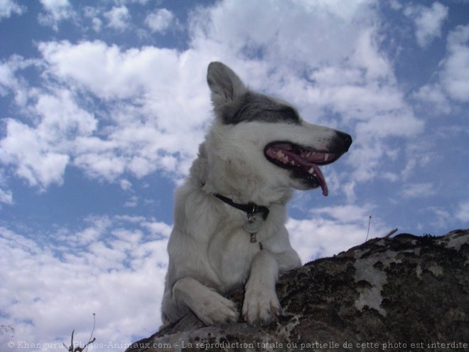 Photo de Border collie