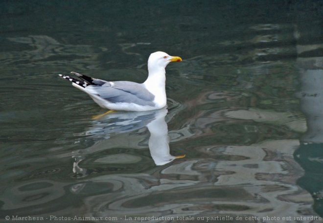 Photo de Mouette