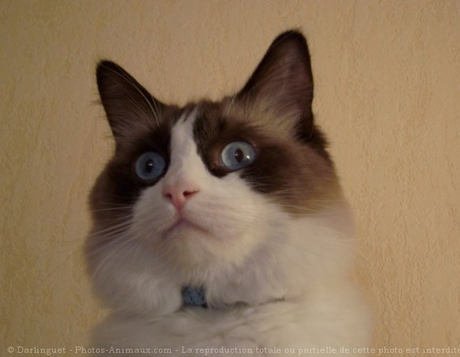 Photo de Ragdoll