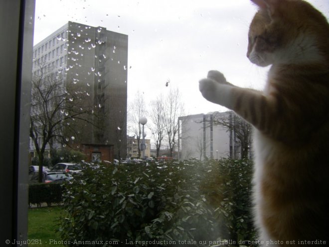 Photo de Chat domestique