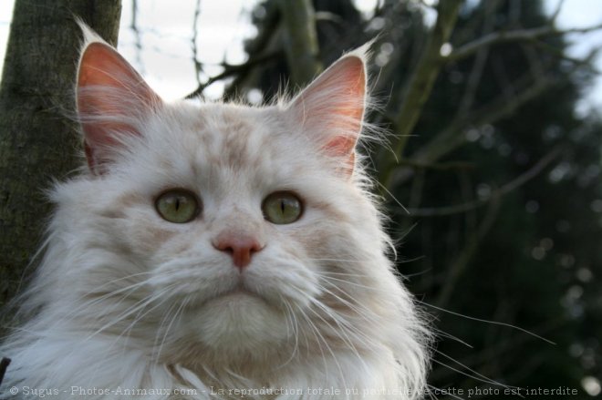 Photo de Maine coon