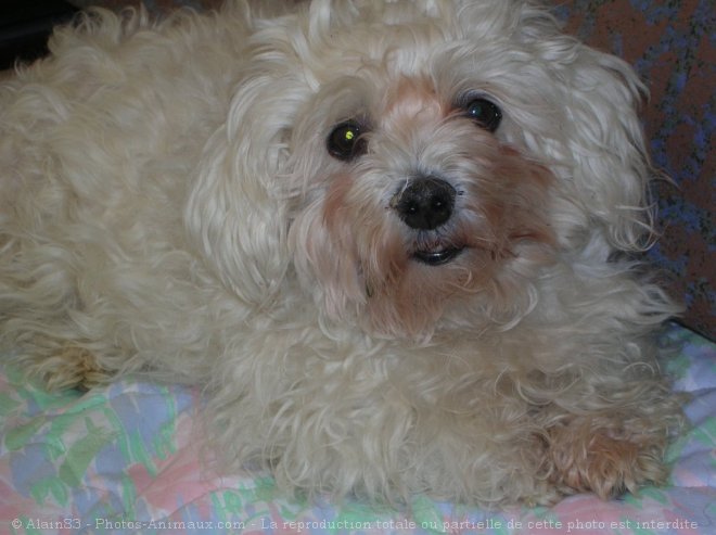 Photo de Bichon maltais