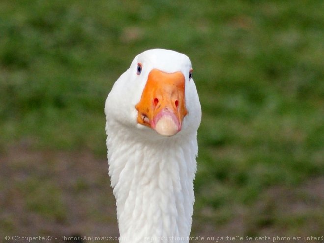 Photo d'Oie blanche