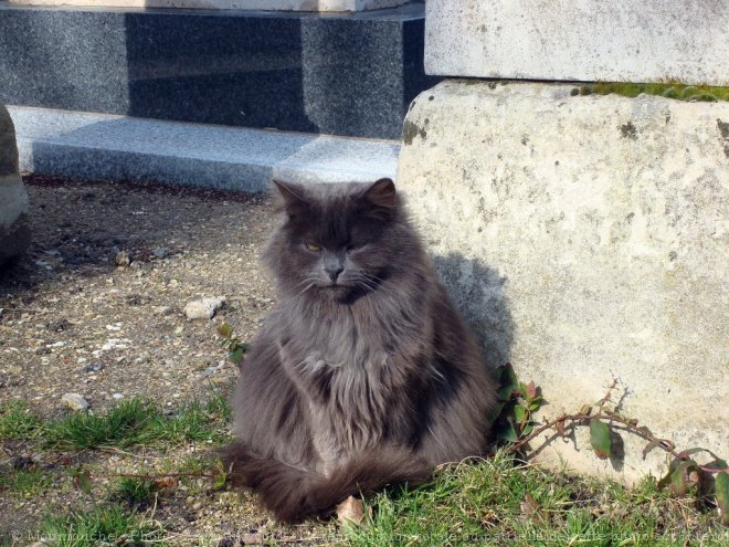 Photo de Chat domestique