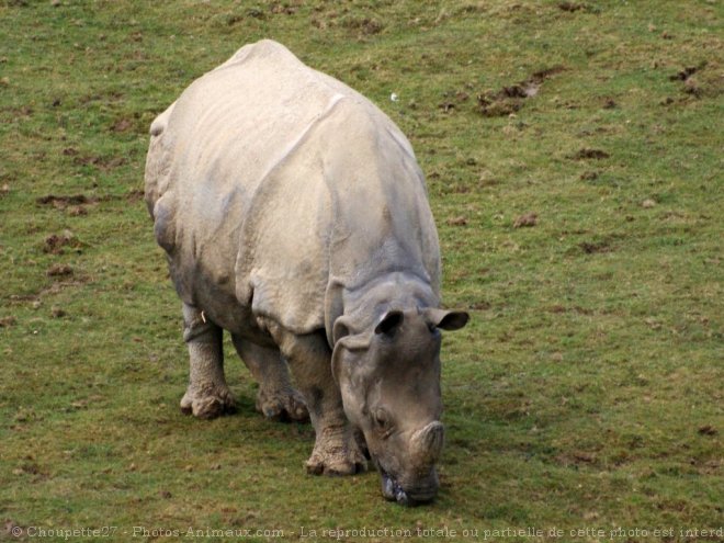 Photo de Rhinocros