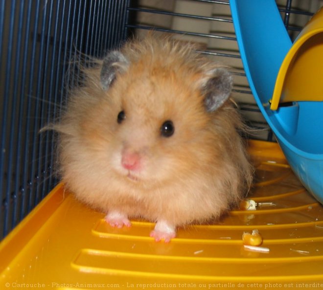 Photo de Hamster