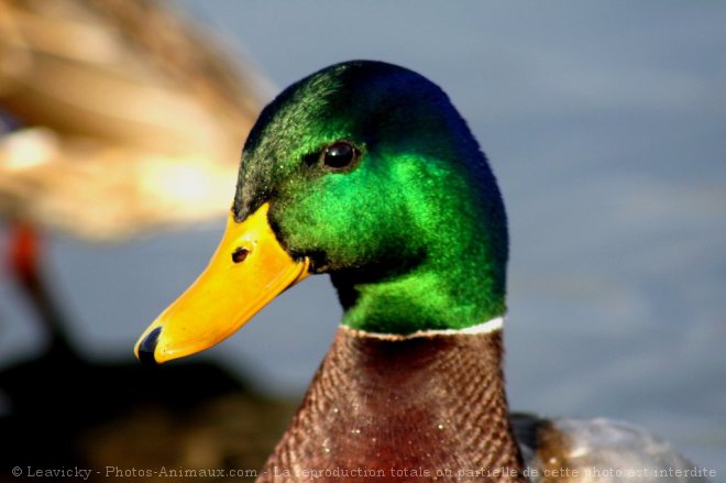 Photo de Canard colvert