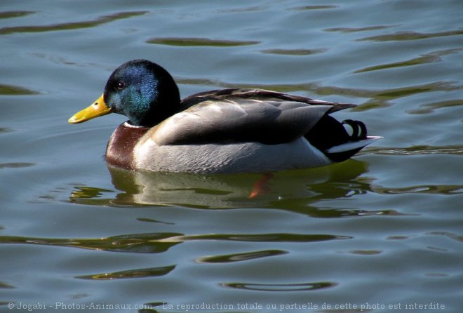 Photo de Canard