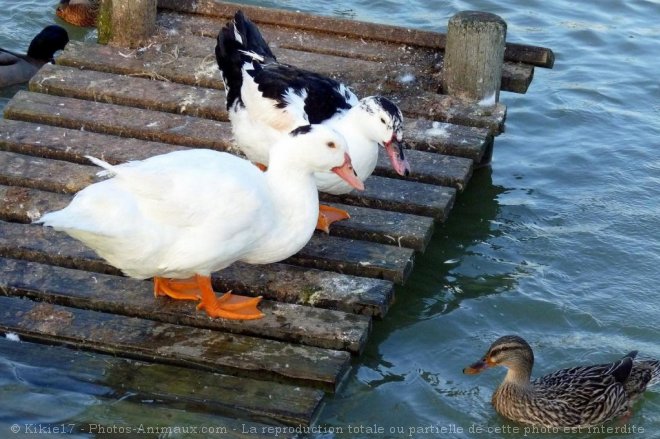 Photo de Canard