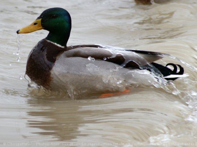 Photo de Canard colvert