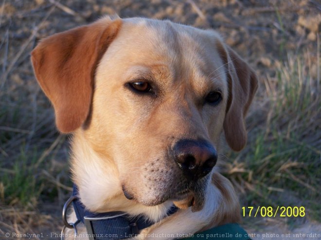 Photo de Labrador retriever