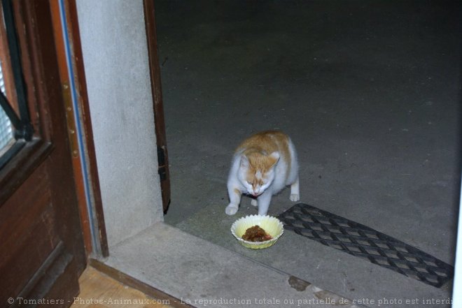 Photo de Chat domestique