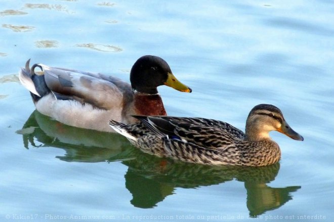 Photo de Canard