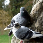 Photo de Pigeon