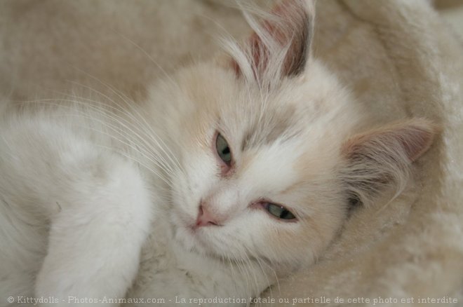 Photo de Ragdoll