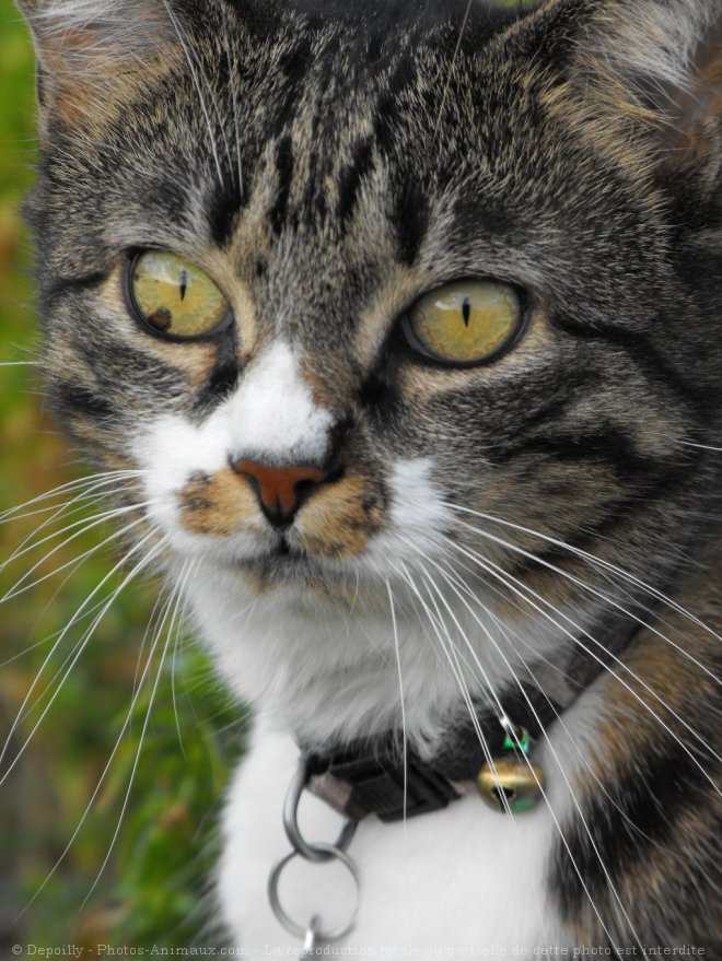 Photo de Chat domestique