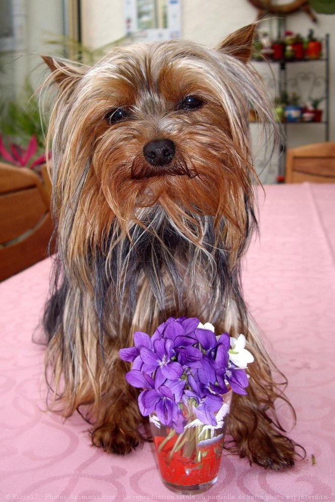 Photo de Yorkshire terrier