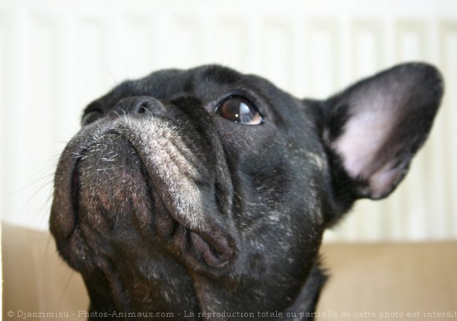 Photo de Bouledogue franais