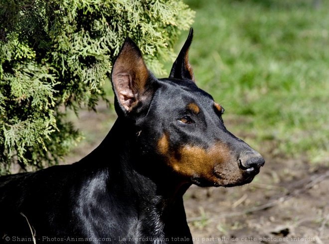 Photo de Dobermann