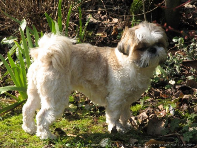 Photo de Shih tzu