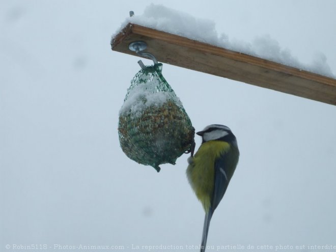 Photo de Msange bleue