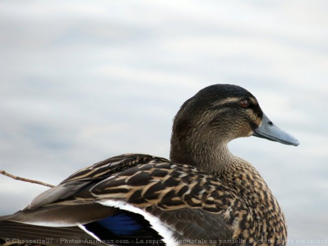 Photo de Canard