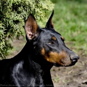 Photo de Dobermann