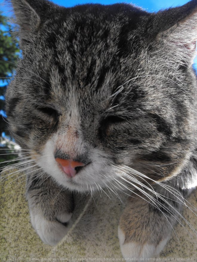 Photo de Chat domestique