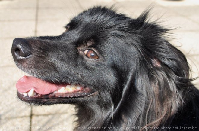 Photo de Chien de berger des pyrnes  face rase