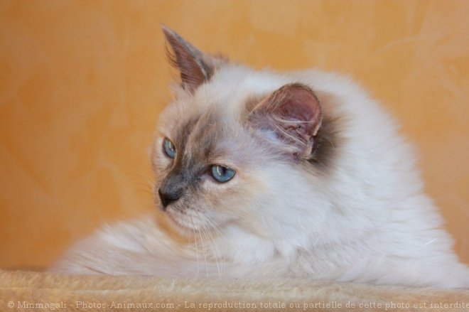 Photo de Ragdoll