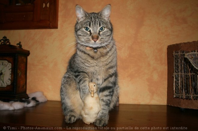 Photo de Chat domestique