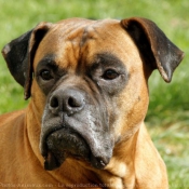 Photo de Boxer