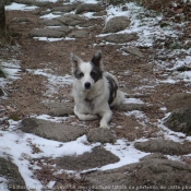 Photo de Border collie